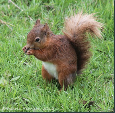 red-squirrel-1