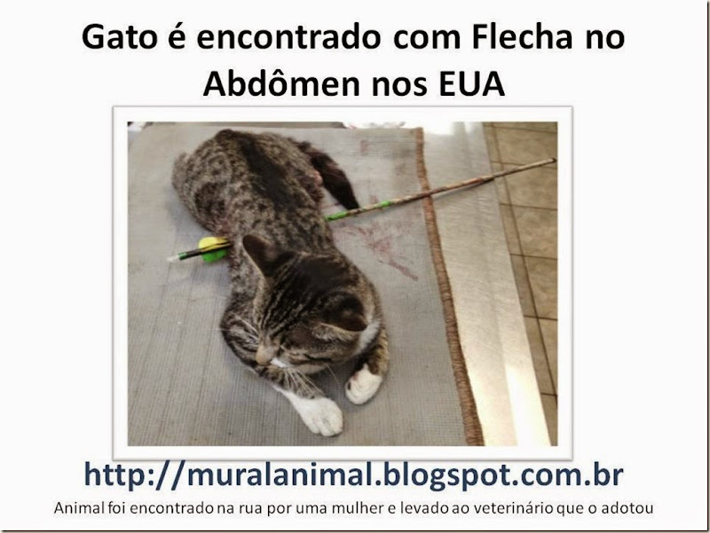 Gato flecha abdomen