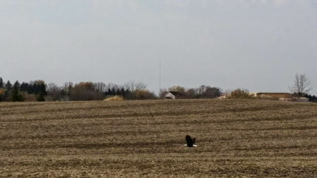 Eagle at take off: cell photo by Trisha