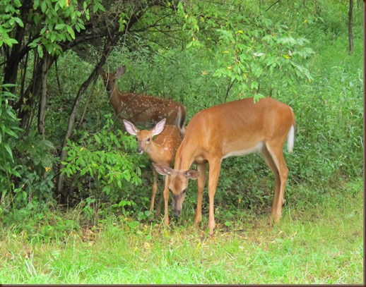 TWO FAWNS AND DOE