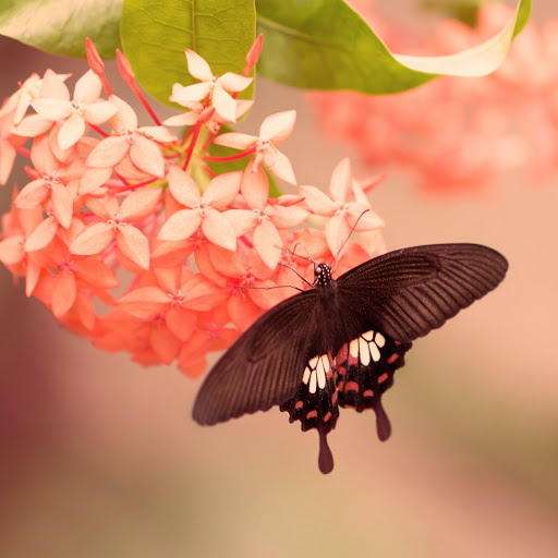 Hd-186324-ascw186324