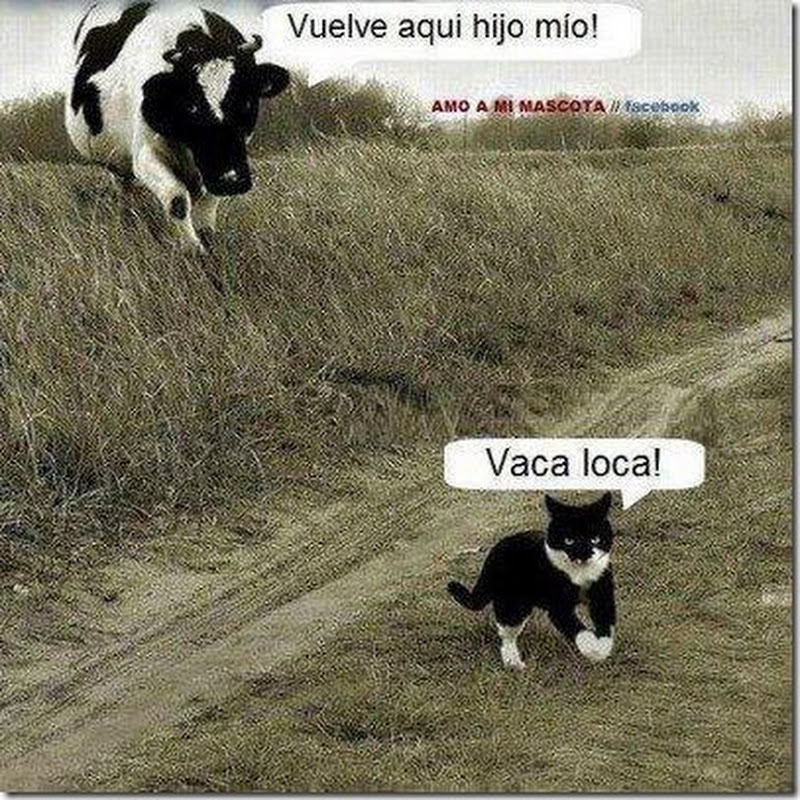 Vuelven las vacas locas (humor)