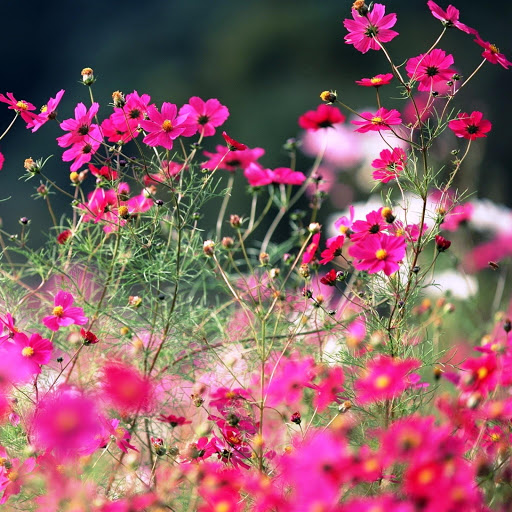 Hd-146263-ascw146263