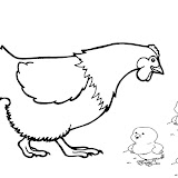 POULE%25252520POUSSIN.jpg