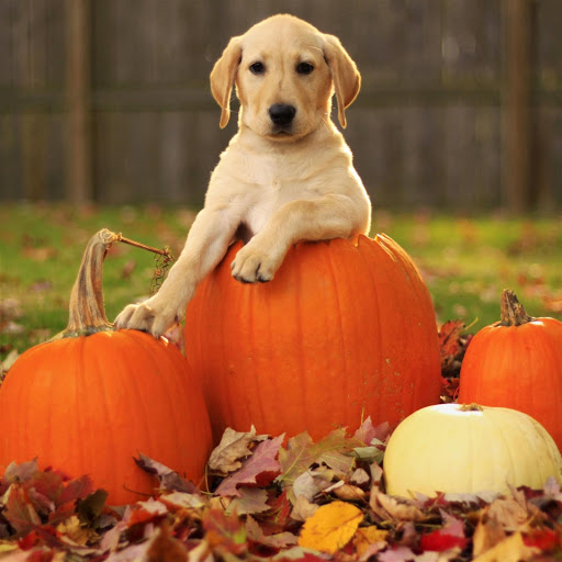 Hd-173961-ascw173961