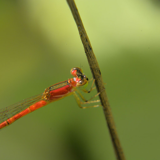 Hd-156103-ascw156103