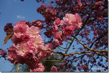八重桜カンザン