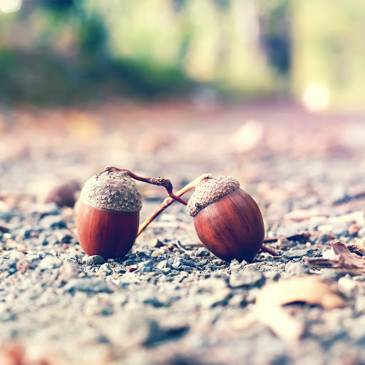 Hd-170650-ascw170650