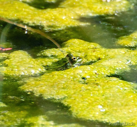 3. leopard frog-kab