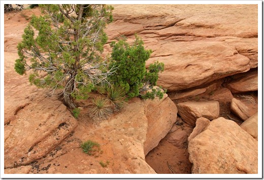 120803_CanyonDeChelly_JunctionOverlook_Yucca-angustissima