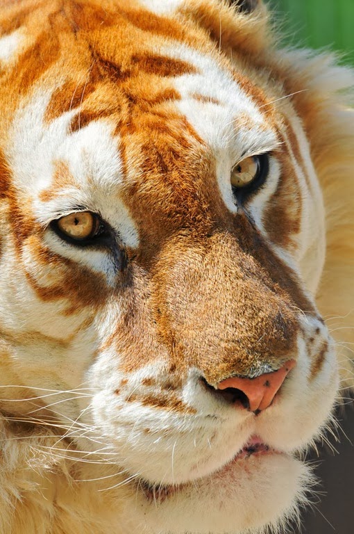 [closeup_portrait_of_the_golden_tiger%255B1%255D.jpg]