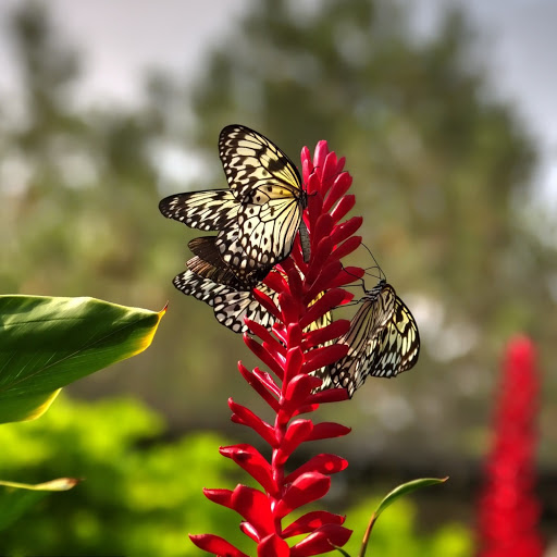 Hd-185900-ascw185900