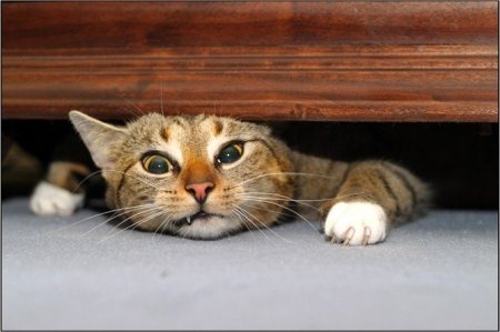 [gato34122.jpg]