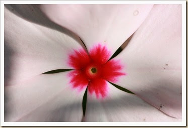 pink vinca flower
