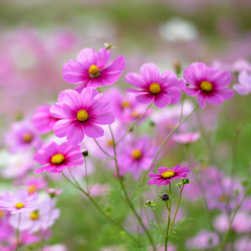 Hd-144341-ascw144341