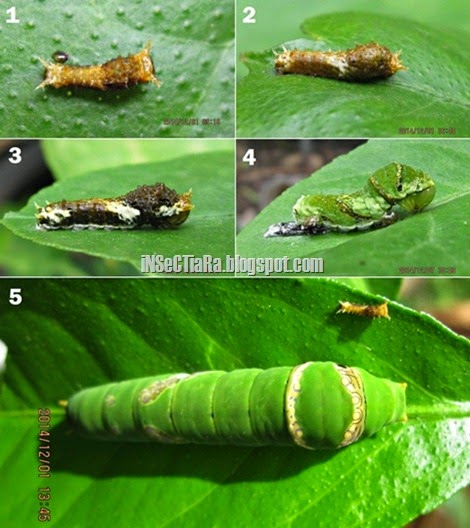 Ulat Lime butterfly (Papilio demoleus) pada tahapan instar yang berbeda 