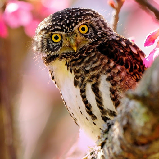 Hd-179026-ascw179026