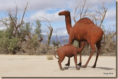 Camelids-Llamas