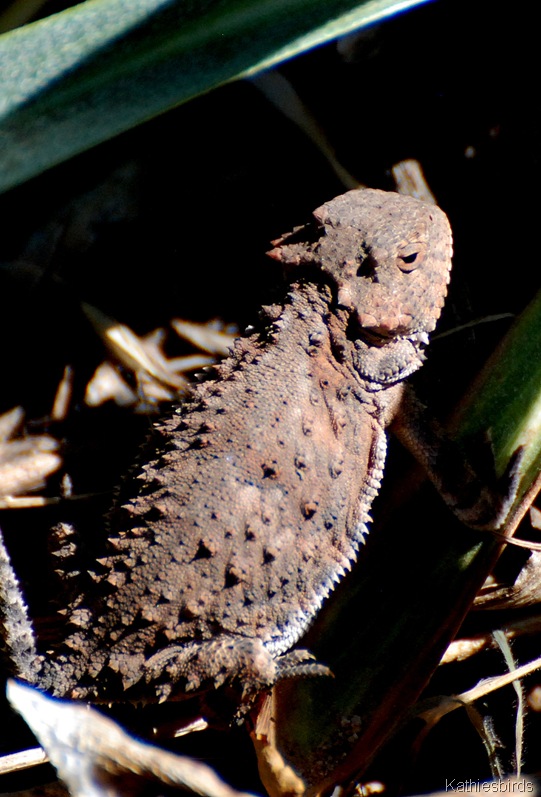 [17.%2520horned%2520toad-kab%255B3%255D.jpg]