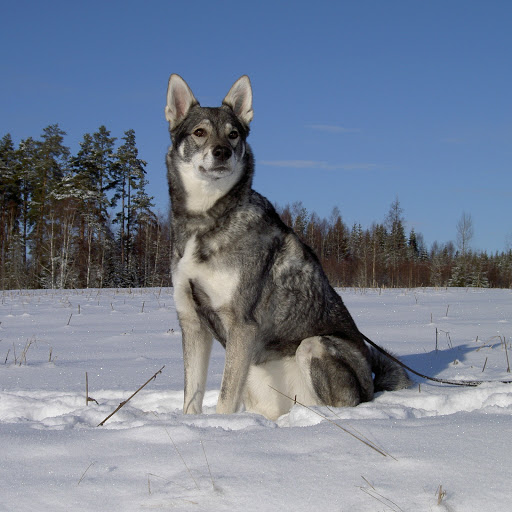 Hd-169900-ascw169900