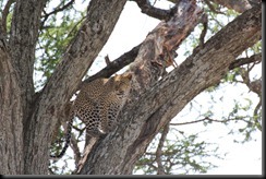 October 20, 2012 leopard climbing tree
