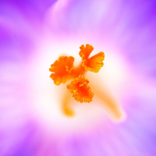 Hd-168250-ascw168250