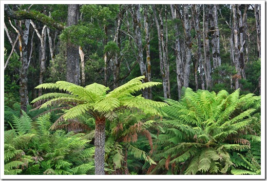 100104-Sarah-Island,-Tasmania,-tree-ferns_01