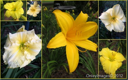 yellow day lily collage