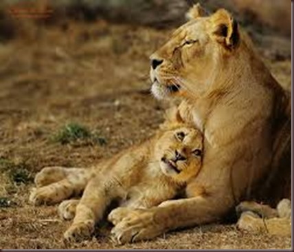 Amazing Animals Pictures Lion  (2)