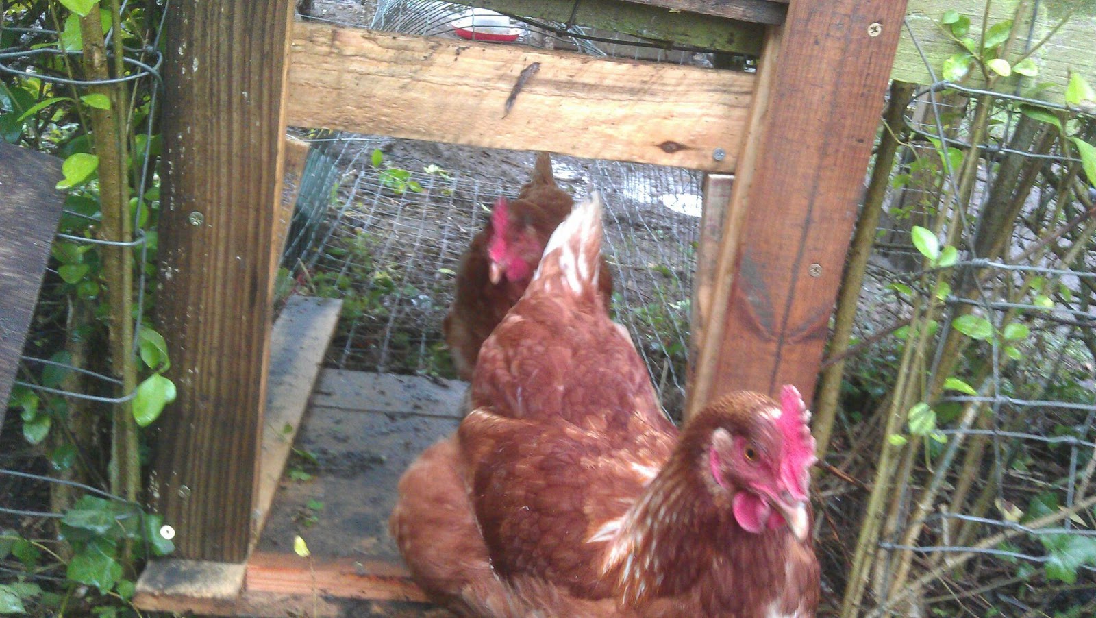 Station Road Chicken run New gate