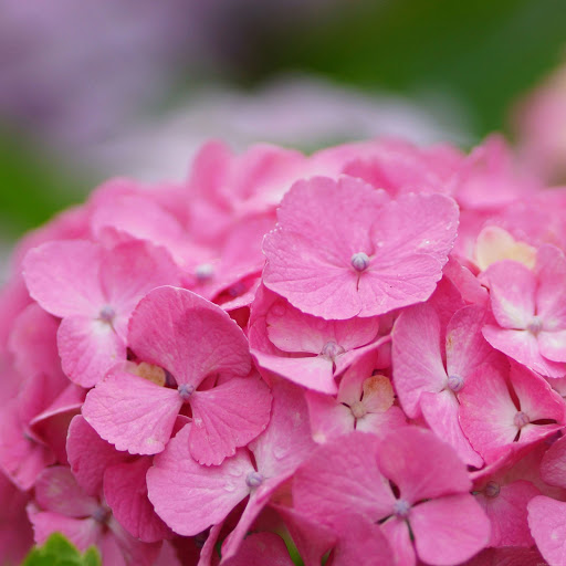 Hd-180697-ascw180697