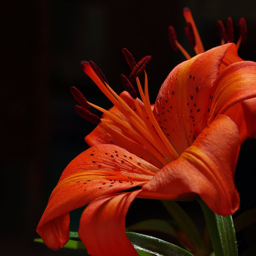 Hd-166973-ascw166973