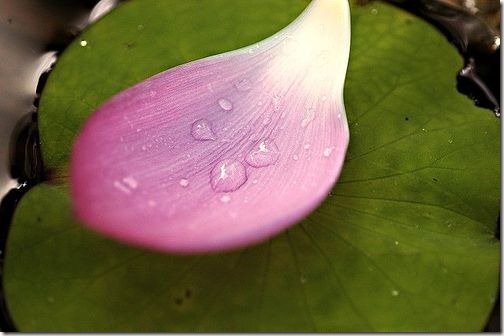 lotus-leaf