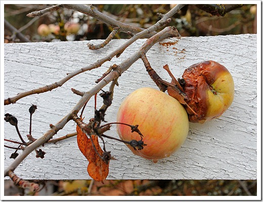 111124_apples_against_fence