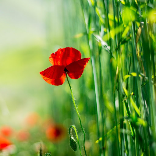 Hd-156729-ascw156729