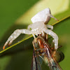 White Crab Spider