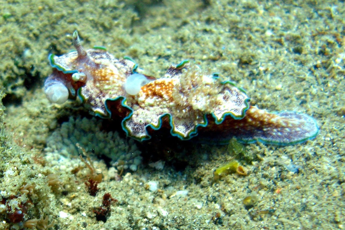 Girdled Glossodoris