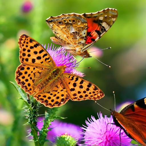 Hd-159939-ascw159939