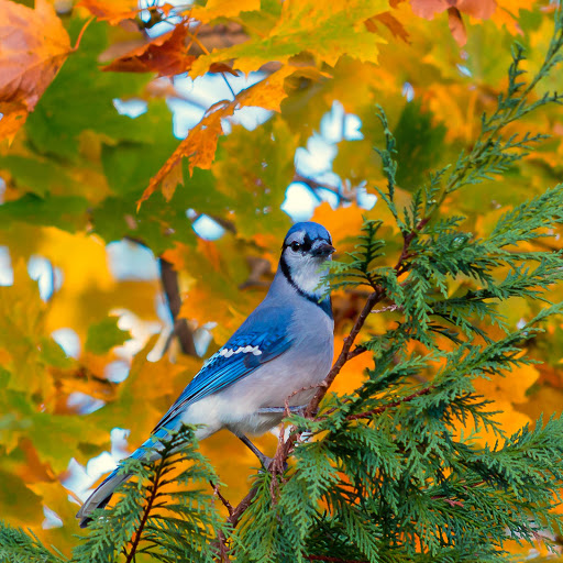 Hd-178509-ascw178509