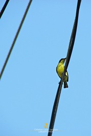 The Birds of Banton Island