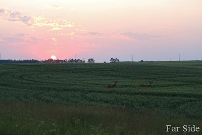 Sunset and Deer in the grain field