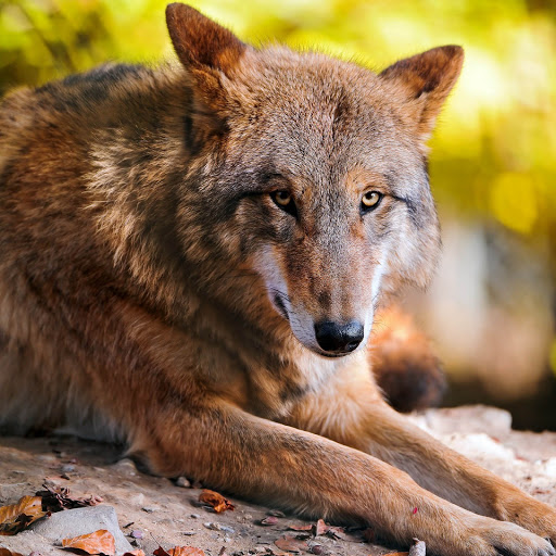 Hd-152785-ascw152785