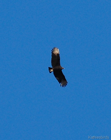 3. black vulture-kab