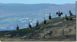 just cormorants