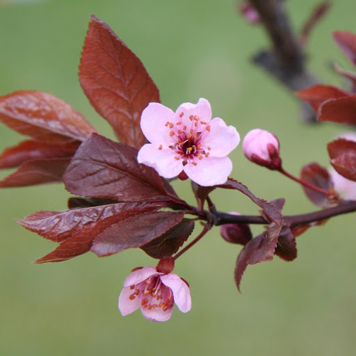 Hd-171183-ascw171183