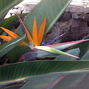 Bird of paradise