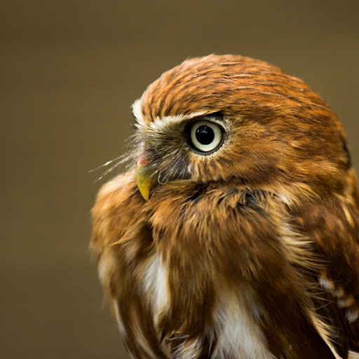 Hd-145008-ascw145008