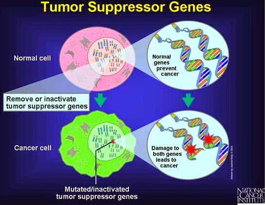 Oncogene vs tumour suppressor genes