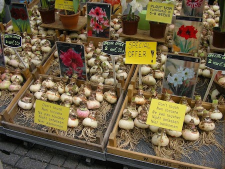  Piata de flori Amsterdam