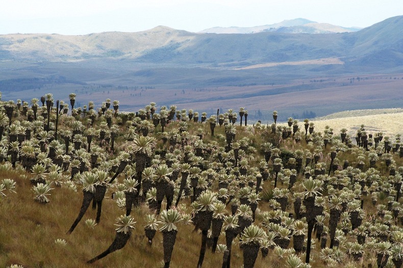 el-angel-paramo-11